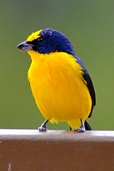 Thick-billed Euphonia